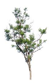 Tree Png By Blur Stock On Deviantart Tree Photoshop Landscape Sketch Tree Psd