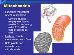 Jul 24, 2020 · while animal cells do not have a cell wall, chloroplasts, or a large vacuole, they do have one component plant cells do not. Cells Cell Structures 9th Grade Science Cell Structures Animal Cell Plant Cell Ppt Download