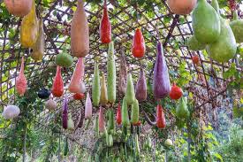 Maybe you would like to learn more about one of these? Bottle Gourd Calabash Gourd Fruit And Trees Royalty Free Stock Image Calabash Gourd Calabash Gourds