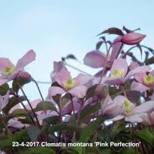 Maybe you would like to learn more about one of these? Clematis Montana Pink Perfection