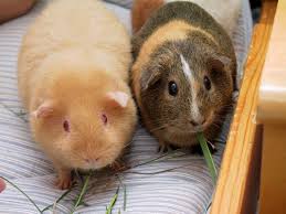 Check spelling or type a new query. Guinea Pig Alchetron The Free Social Encyclopedia