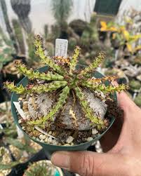 Image result for Euphorbia fanshawei
