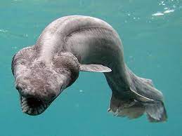 This conversion of 1,500 meters to feet has been calculated by multiplying 1,500 meters by 3.2808 and the result is 4,921.2598 feet. Deep Sea Creature Photos National Geographic Frilled Shark Deep Sea Creatures Weird Animals