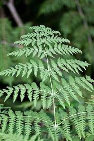 Image result for Histiopteris