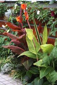 夏の花 カンナ ダーバンとベンガルタイガー soleilの庭あそび 布あそび 夏の花 植樹 植物栽培
