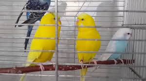 Rengarenk Muhabbet Kuslari 3 Ciftim Oldu Youtube