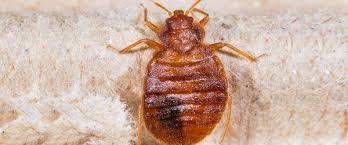 905 market st, yuba city, ca 95991, usa. Bed Bug Treatment Termite Management Yuba City Ca