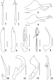 See more of malaysia catalogue on facebook. Two New Species Of The Leafhopper Genus Calodia Nielson Hemiptera Cicadellidae Coelidiinae From China With A Checklist And Key To Chinese Species