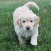 The poodle, called the pudel in german and the caniche in french, is a breed of water dog. 1