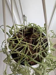 Image result for Nesaea linearis