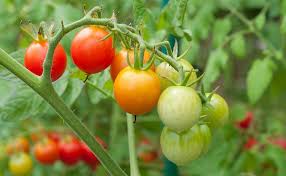 Check spelling or type a new query. How To Grow So Many Tomatoes In So Little Space Best Way To Grow Tomatoes Balcony Garden Web