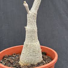 Image result for Fockea multiflora