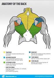 Assisted variations make for great burnouts at the end of a back workout. Anatomy Of The Back Bodybuilding Muscle Anatomy Anatomy Body Anatomy