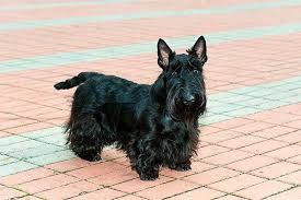 Scottish terrier purebred dog coloring book page. Scottish Terrier Dog Breed Information Pictures Characteristics Facts Dogtime