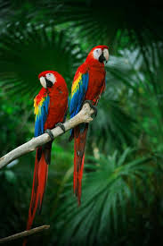 Daftar koleksi 85 gambar burung yang cantik di dunia di bawah ini Inilah Burung Tercantik Di Dunia Part I Zetizen Cirebon