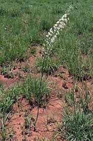 Image result for Eriospermum andongense