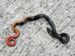 Ring Necked Snake Snake Pet Snake Cute Snake