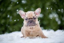 French bulldogs for sale in the northwest northwest frenchies frfrench bulldog puppies for sale. Chocolate Sable French Bulldog Nw Frenchies Baby French Bulldog Blue French Bulldog Puppies French Bulldog