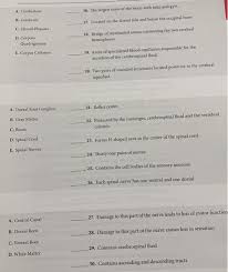 The roles it serves are crucial for perceiving and responding to the world around us. Solved The Nervous System The Nervous System Practice Quiz Chegg Com