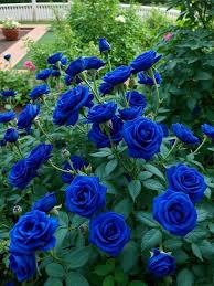 Beautiful Blue Roses 💙🌹