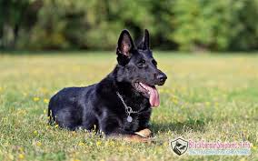 Maybe you would like to learn more about one of these? All Black German Shepherd Names Off 63 Www Usushimd Com