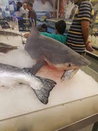 Home \ hot shots \ is shark meat halal to eat? Fahad Malik On Twitter Metro Cash Carry Is Selling Shark For Pkr 650 Per Kg Is It Even Legal Halal