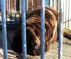 Save klingenthal to your lists. Tierpark Klingenthal