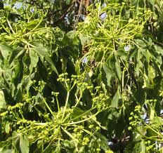 Image result for Gyrocarpus