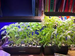 Image result for Light Green 2018 Fleet