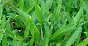 Makna dari sebuah nama juga terbilang penting bagi masyarakat cina. Info Untuk Semua Khasiat Rumput Cina