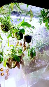 Image result for Heteromorpha stenophylla