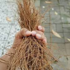 Check spelling or type a new query. Daun Kering Bunga Pinus Rustik Untuk Dekorasi Sarang Burung Natural Dried Pinecone Rustic Shopee Indonesia