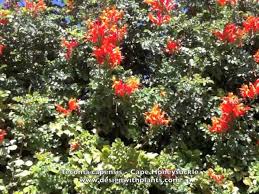 Image result for Tecoma capensis