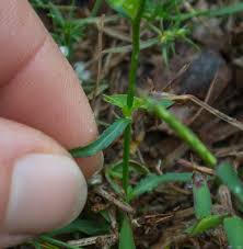 Image result for Wahlenbergia subaphylla