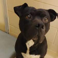 Winston Salem Nc Available Pets For Adoption Forsyth Humane Shelter Humane Society Dogs Dogs Humane Society