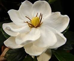 Image result for Gardenia transvenulosa