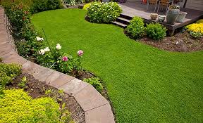 White clover lawn seeds are sold in bulk for the perfect lawn alternative or ground cover. Turf Trend Alert Dwarf Clovers