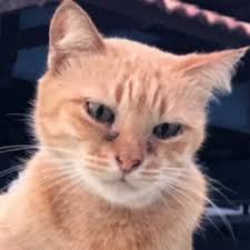 Diibaratkan sebagai condong ditumpil, lemah dianduh. Peribahasa Flashcards Quizlet