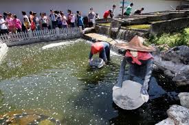 Refarm, kampar perak tempat menarik untuk bercuti. Tempat Menarik Di Kampar Teamtravel My
