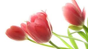 Banyak orang mengira bunga tulip adalah tumbuhan yang berasal dari belanda. Inilah Makna Dari Lukisan Bunga Yang Jarang Diketahui Sarungpreneur