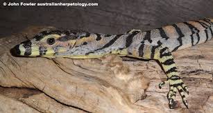 We did not find results for: Lace Monitor Lizard Monitor Lizard Lizard Monitor