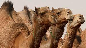 But that hump didn't originate in the desert, but rather in the arctic. Camels Banned From Saudi Beauty Contest Over Botox Bbc News