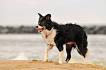 Chaser the Dog: Remember the "Smartest Dog in the World"