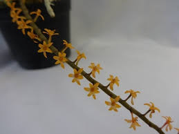 Image result for Chamaeangis