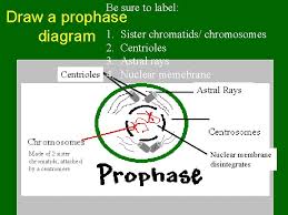 Check spelling or type a new query. Biology 30 Cell Division Where Is Dna Found