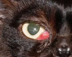 If you have ever experienced pink eye, you know how annoying and contagious it is. Cherry Eye Hope Advanced Veterinary Center Emergency Animal Hospital In Vienna Va