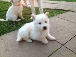 Maybe you would like to learn more about one of these? Albino German Shepherd Puppies For Sale German Shepherd Puppies German Shepherd Shepherd Puppies