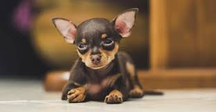 Image result for miniature pinscher