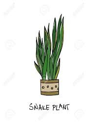 Snake plant doesn't mind being snug in its pot, but it's still a good idea to repot it every two or three years to refresh the soil and improve drainage. Vector Illustration Of Hand Drawn Snake Plant In A Pot Beautiful Royalty Free Cliparts Vectors And Stock Illustration Image 76178995
