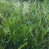 Image result for Agrostis kilimandscharica
